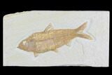Detailed Fossil Fish (Knightia) - Wyoming #96101-1